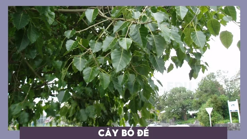 Cây Bồ Đề - Tăng cường sức khỏe và tinh thần với không gian xanh  9