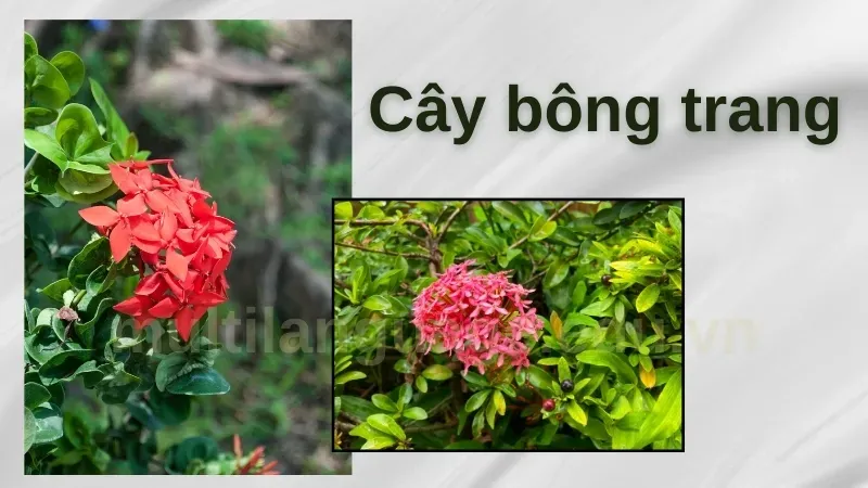 Bí quyết trồng cây bông trang trước nhà để thu hút tài lộc 5