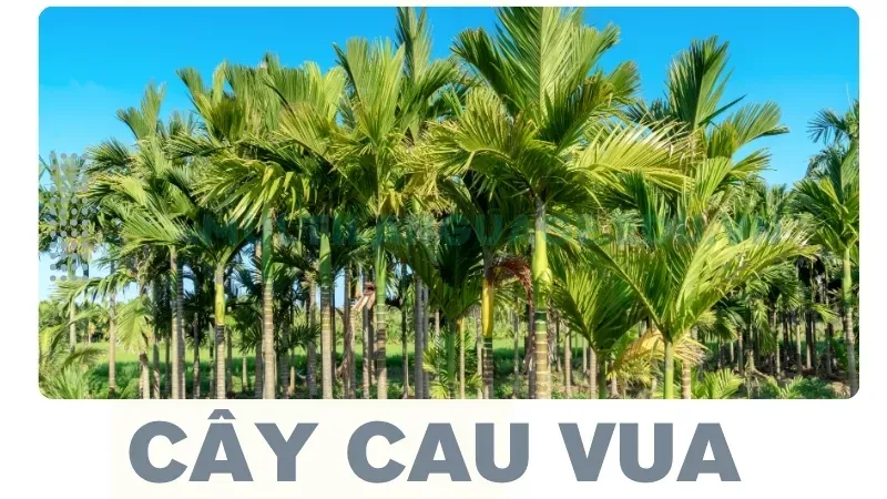 Cây Cau vua - Mang lại tài lộc và may mắn cho gia chủ 4