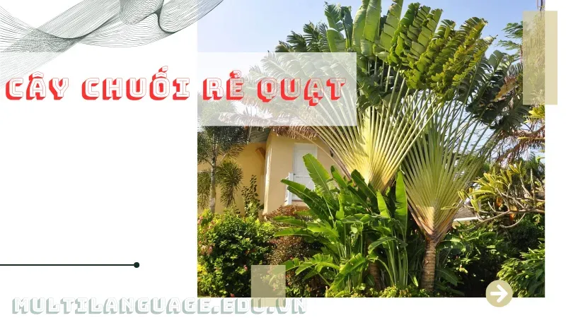 cây chuối rẻ quạt 1