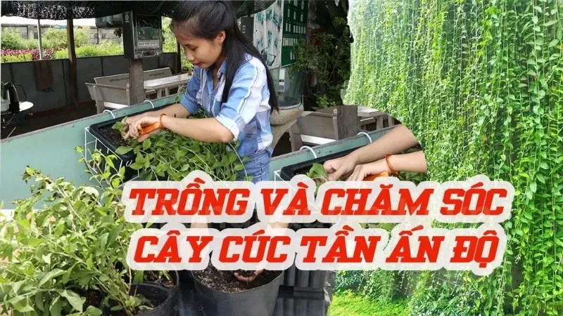 Cây cúc tần Ấn Độ - Loại cây phong thủy được yêu thích nhất hiện nay 10