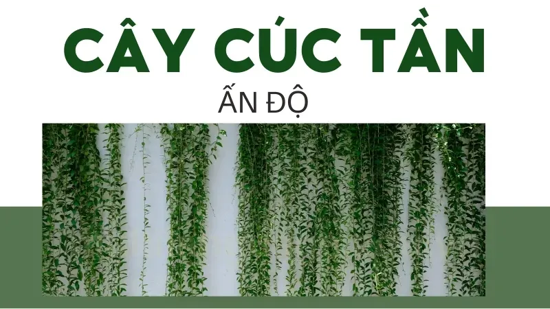 Cây cúc tần Ấn Độ - Loại cây phong thủy được yêu thích nhất hiện nay 2