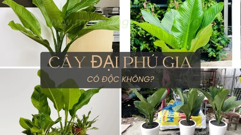 Cây đại phú gia - Biểu tượng của sự giàu sang và thịnh vượng 3