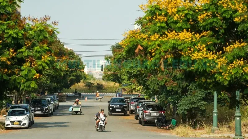 Cây Điệp Vàng - Lựa chọn hoàn hảo cho vườn nhà và công trình đô thị 7