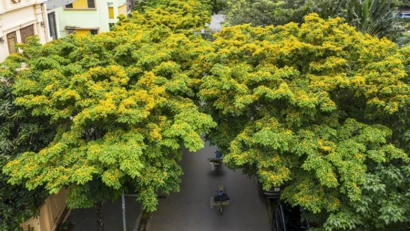 Cây Giáng hương - Loài cây mang đến may mắn và tài lộc 3