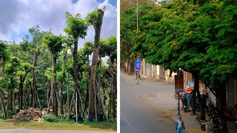 Cây Giáng hương - Loài cây mang đến may mắn và tài lộc 2