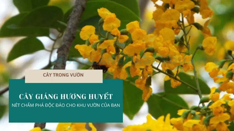 Cây Giáng hương - Loài cây mang đến may mắn và tài lộc 10