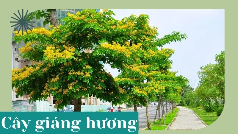 Cây Giáng hương - Loài cây mang đến may mắn và tài lộc 5