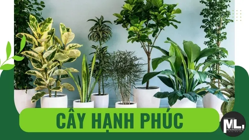 Cây hạnh phúc hợp mệnh gì? Cách chăm sóc cây hạnh phúc trong nhà 1