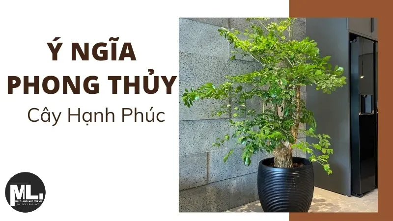 Cây hạnh phúc hợp mệnh gì? Cách chăm sóc cây hạnh phúc trong nhà 2