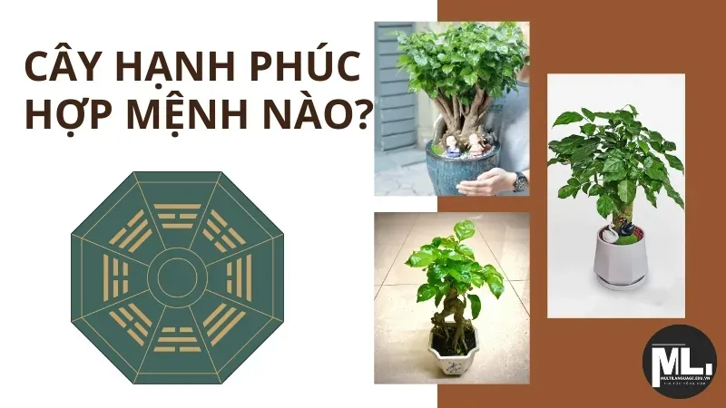 Cây hạnh phúc hợp mệnh gì? Cách chăm sóc cây hạnh phúc trong nhà 3