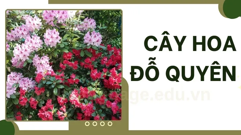 Cây hoa đỗ quyên - Cách làm hoa đỗ quyên nở đẹp đúng dịp   2