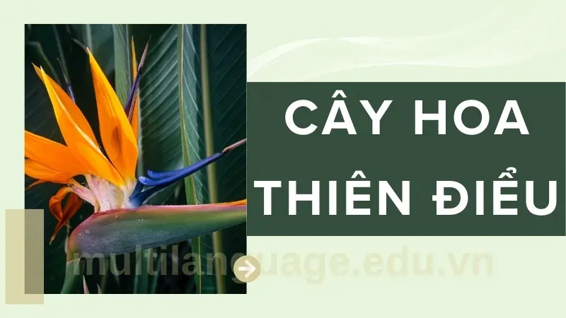 Cây hoa Thiên Điểu - Hướng dẫn chăm sóc để hoa nở đẹp và lâu tàn 6