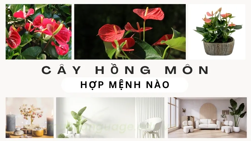 Cây hồng môn - Loài cây phong thủy mang đến may mắn và tài lộc 5