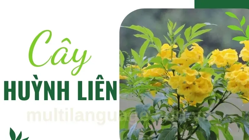 Tại sao nên trồng cây huỳnh liên trong nhà? Ý nghĩa phong thủy 4