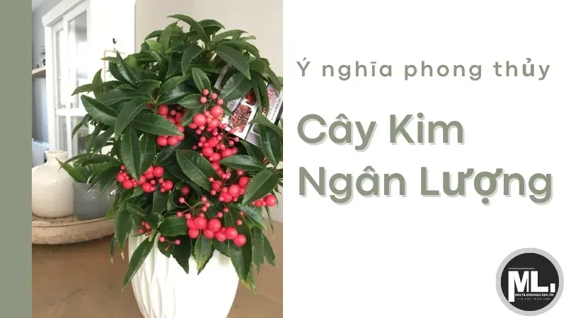 Cây Kim Ngân Lượng hợp mệnh nào? Cách chăm sóc cây kim ngân lượng  2