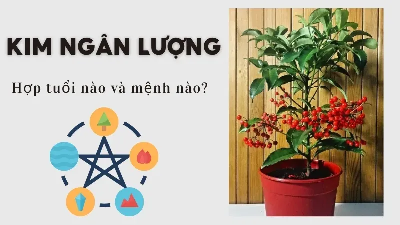 Cây Kim Ngân Lượng hợp mệnh nào? Cách chăm sóc cây kim ngân lượng  3