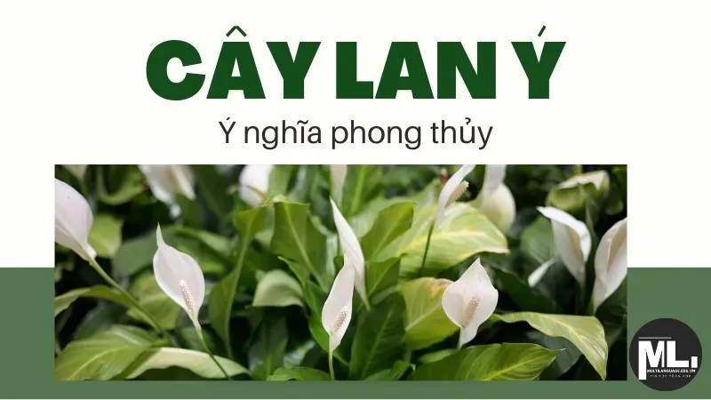 Cây lan ý hợp với mệnh gì? Ý nghĩa phong thủy của cây lan ý 6