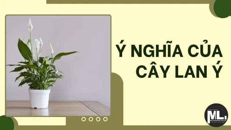 Cây lan ý hợp với mệnh gì? Ý nghĩa phong thủy của cây lan ý 7