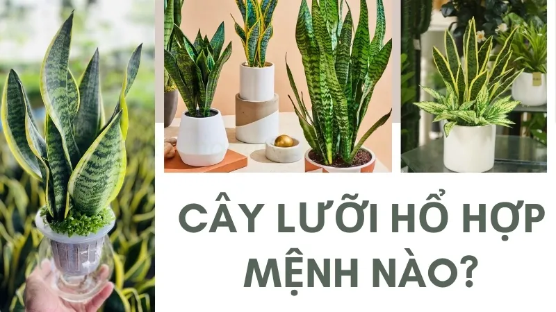 Cây lưỡi hổ có độc không? Có nên đặt cây lưỡi hổ trong phòng ngủ 1