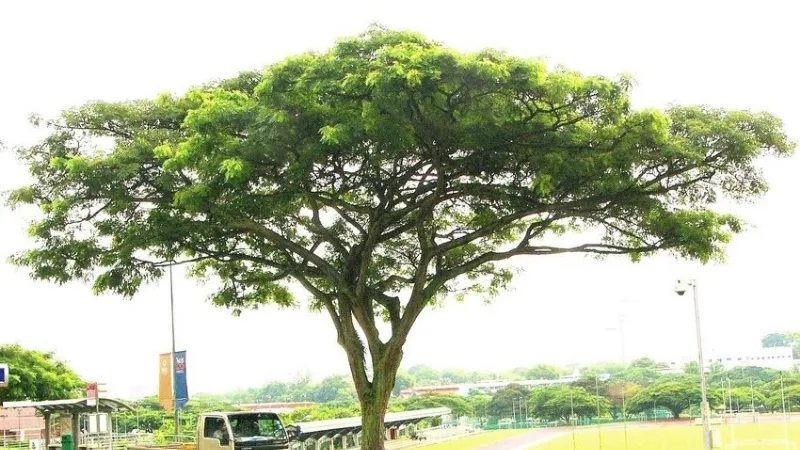 Cây Me Tây - Giải pháp hoàn hảo cho không gian xanh và phong thủy  3