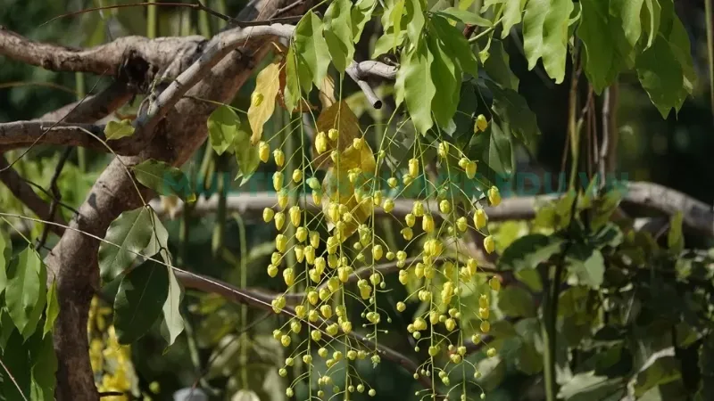 Muồng hoàng yến - Cây xanh lý tưởng cho đô thị xanh 8