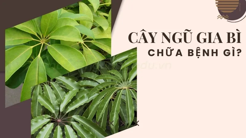 Cây ngũ gia bì - Chiêu tài lộc, hóa giải sát khí cho ngôi nhà 8