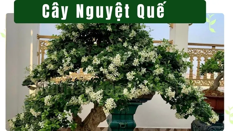 Ý nghĩa phong thủy cây Nguyệt Quế - Biểu tượng của sự thanh cao? 5