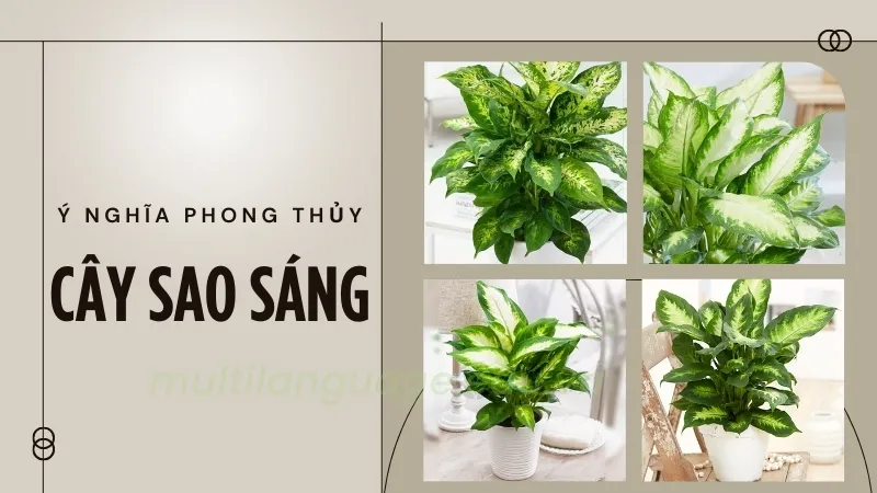 Cây sao sáng - Có nên đặt cây sao sáng trong phòng ngủ không? 1