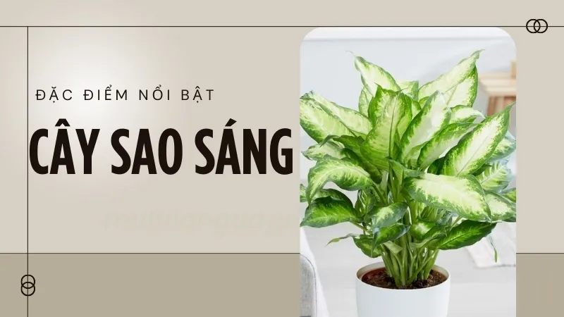 Cây sao sáng - Có nên đặt cây sao sáng trong phòng ngủ không? 6