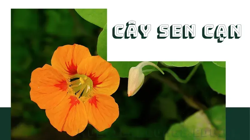 Cây Sen Cạn 1