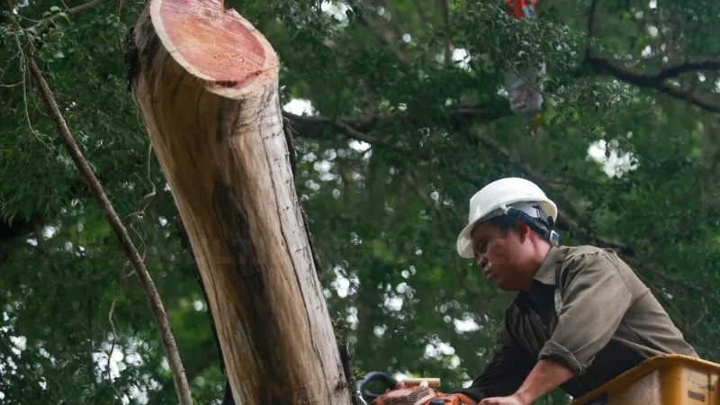 Trồng cây sưa đỏ - Cơ hội đầu tư nông nghiệp bền vững 1