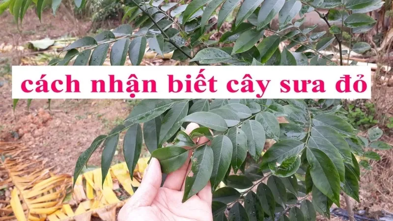 Trồng cây sưa đỏ - Cơ hội đầu tư nông nghiệp bền vững 6