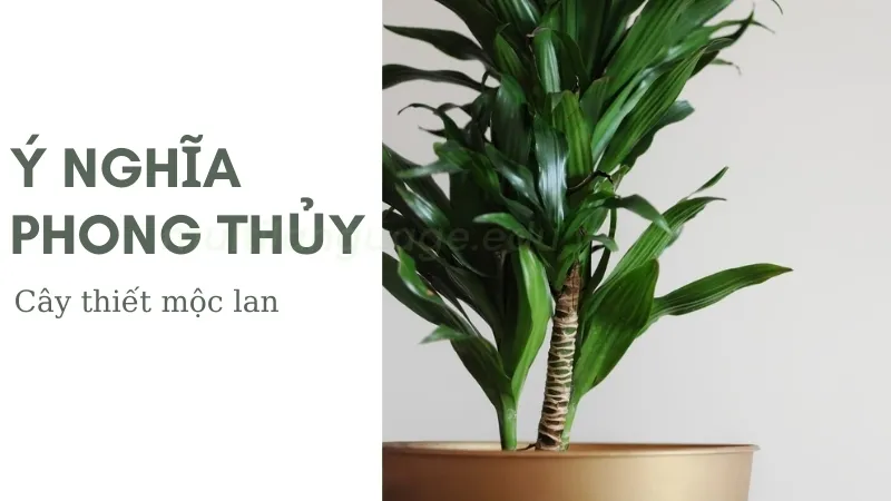 Thiết mộc lan - Biểu tượng của sự trường tồn và thịnh vượng 1