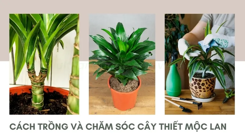 Thiết mộc lan - Biểu tượng của sự trường tồn và thịnh vượng 5