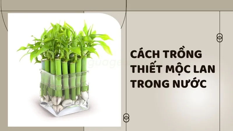 Thiết mộc lan - Biểu tượng của sự trường tồn và thịnh vượng 8