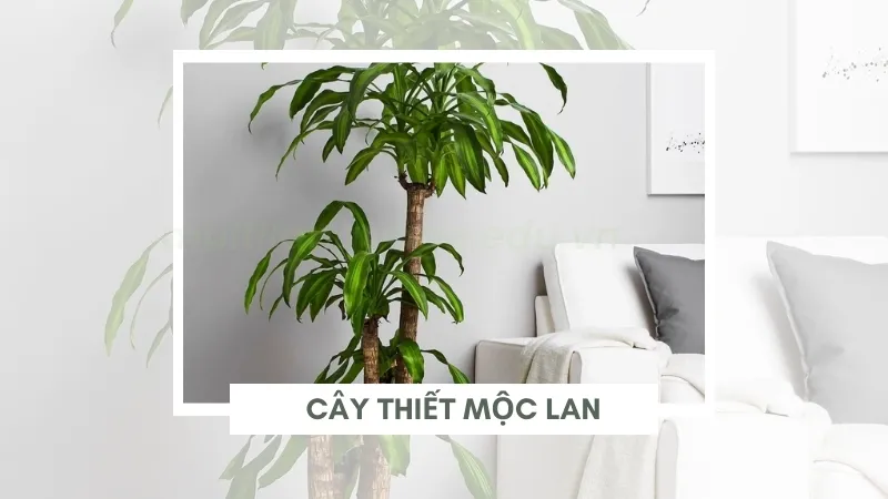 Thiết mộc lan - Biểu tượng của sự trường tồn và thịnh vượng 4