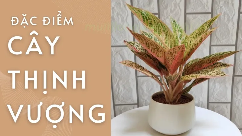 Cây thịnh vượng - Cây cảnh phong thủy số 1 cho người mệnh Mộc 8