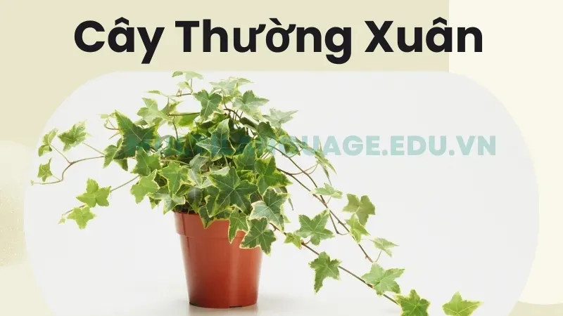 Cách bố trí cây Thường Xuân tối ưu hóa phong thủy 4