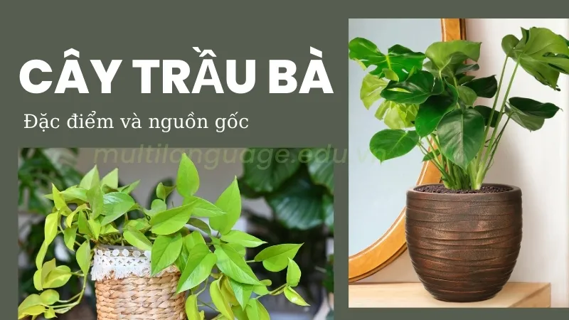 Cây Trầu bà - Loài cây mang đến may mắn và tài lộc cho gia chủ 6