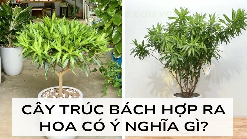 Cây Trúc Bách Hợp hợp với mệnh gì? Đặt ở đâu để thu hút tài lộc? 5