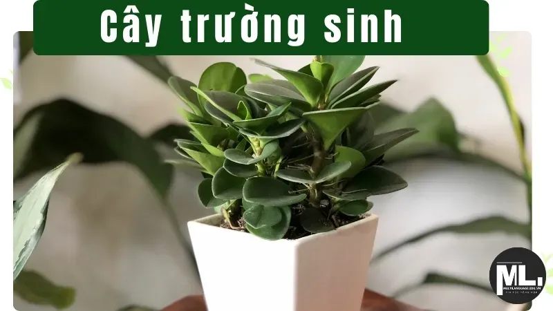 Cây trường sinh - Biểu tượng của sự trường tồn và may mắn 1