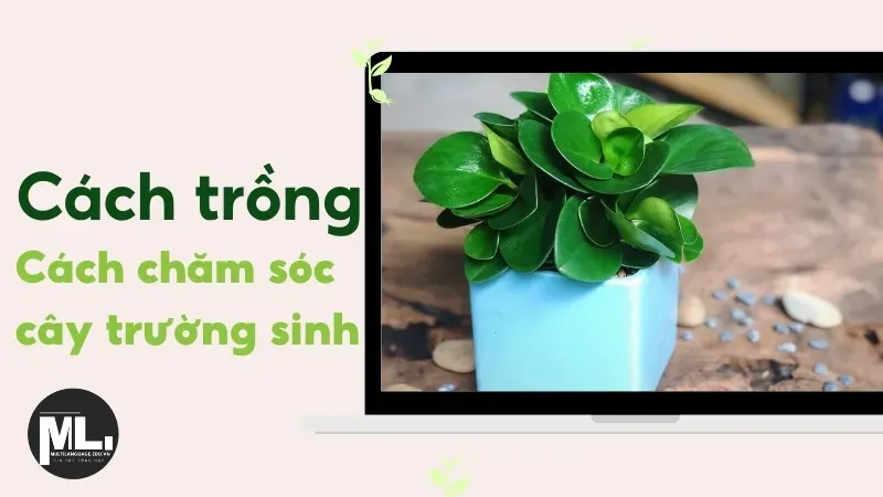 Cây trường sinh - Biểu tượng của sự trường tồn và may mắn 3