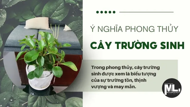 Cây trường sinh - Biểu tượng của sự trường tồn và may mắn 4