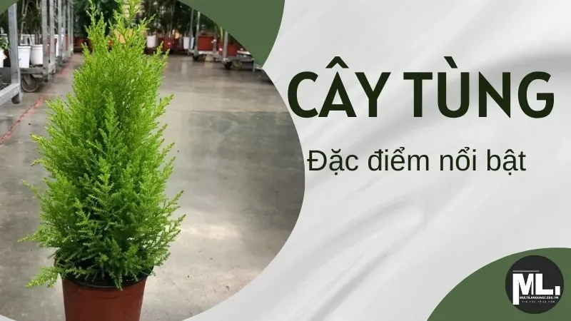 Ý nghĩa phong thủy của cây tùng - Top 5 giống tùng đẹp nhất 1