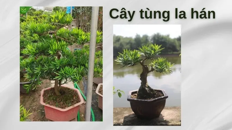 Ý nghĩa phong thủy của cây tùng - Top 5 giống tùng đẹp nhất 2