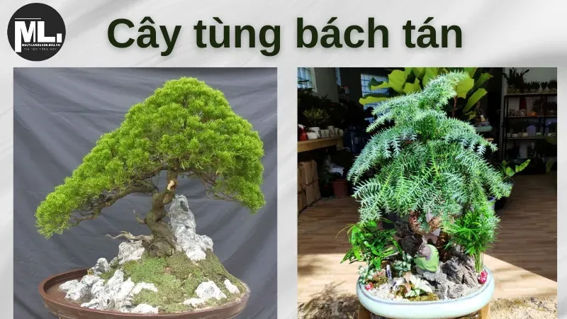 Ý nghĩa phong thủy của cây tùng - Top 5 giống tùng đẹp nhất 3