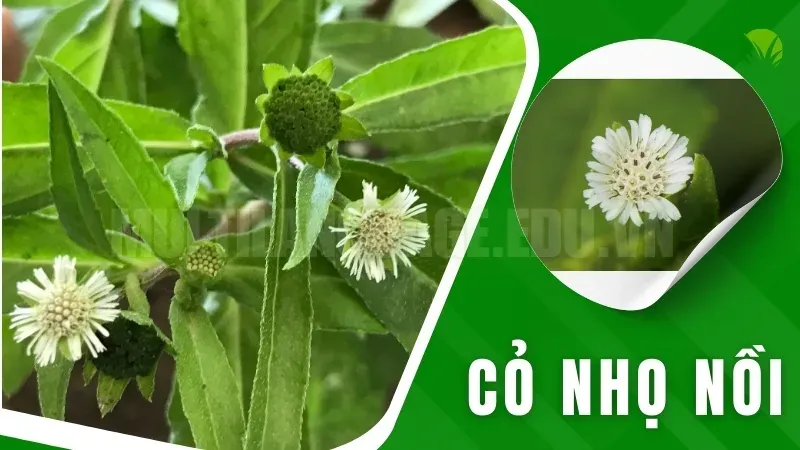 Cây cỏ nhọ nồi - Bí quyết chữa bệnh dân gian bạn nên biết 3