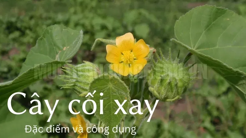 Công dụng tuyệt vời của cây Cối xay trong y học cổ truyền 2