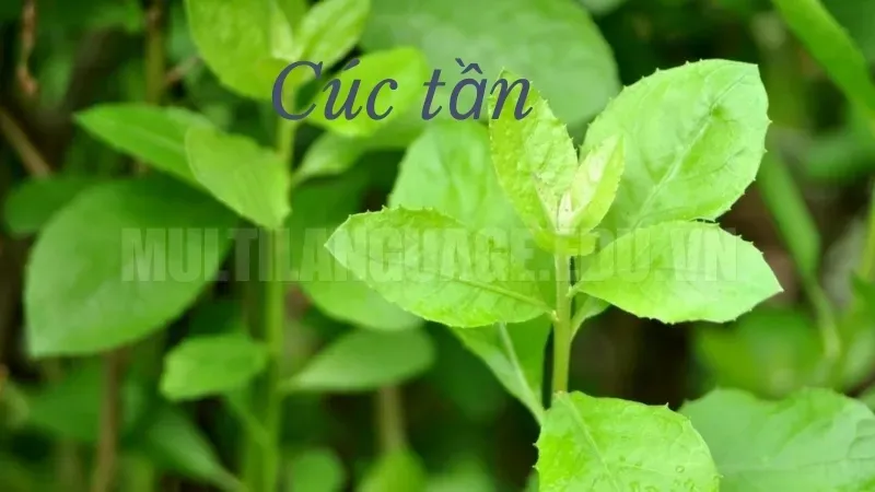 Cây Cúc tần - Thảo dược dân dã với nhiều công dụng quý báu 1